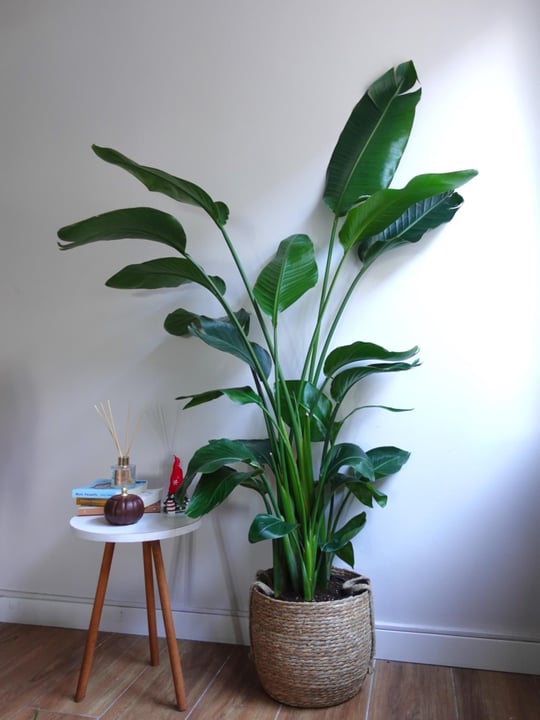 Canl Starlie iei | Byk Yaprakl Strelitzia Trleri
