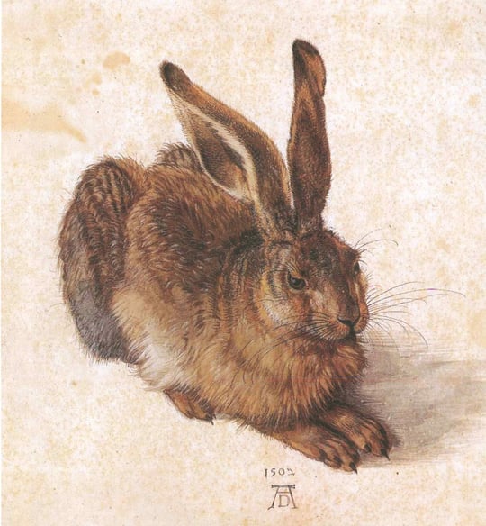 Albrecht Dürer Young Hare Kanvas TabloKlasik TablolarTablolife