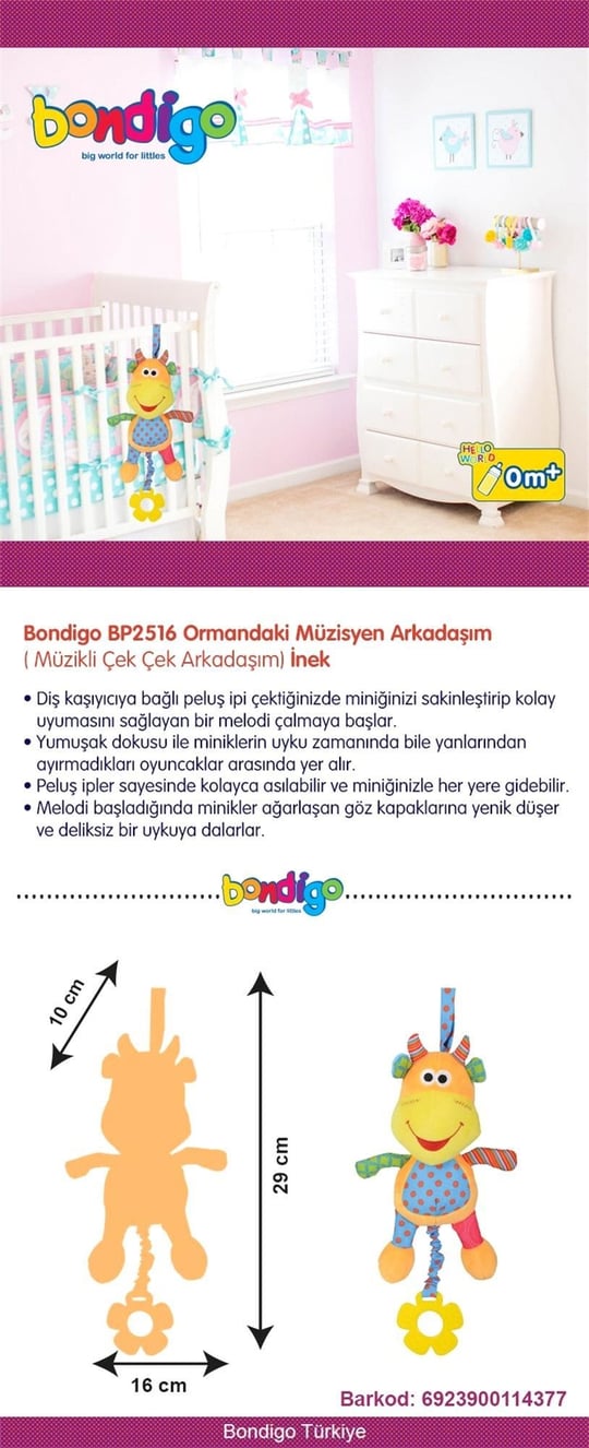 Bondigo Ormandaki Müzisyen Arkadaşım İnek 2516