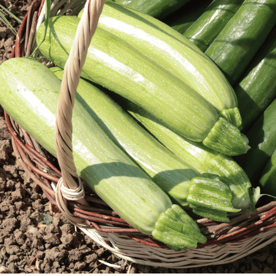 Organik Kabak 1 Kg Sebzeler