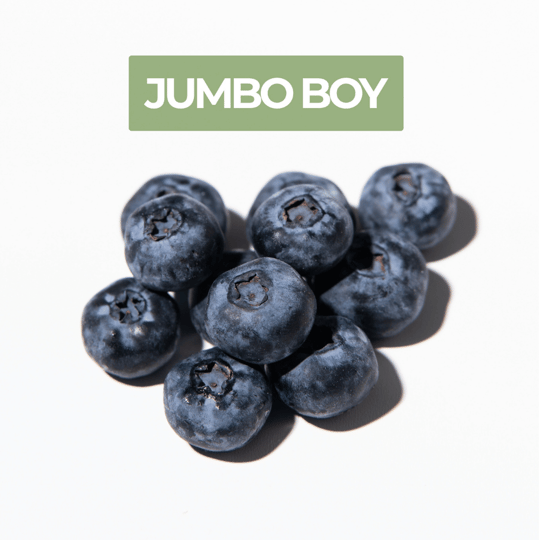 Taze Jumbo Yaban Mersini (Blueberry)Yaban Mersini ve Orman Meyveleri