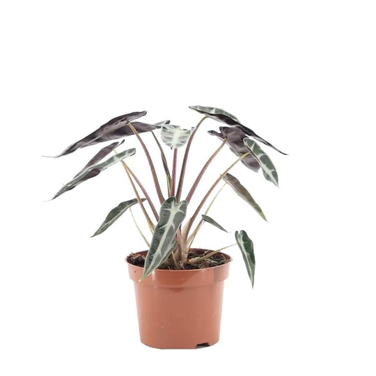 Alocasia Polly - Fil Kulağı 20 - 30 Cm Yeşil