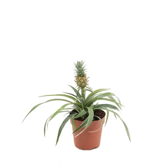 Ananas Yeşil