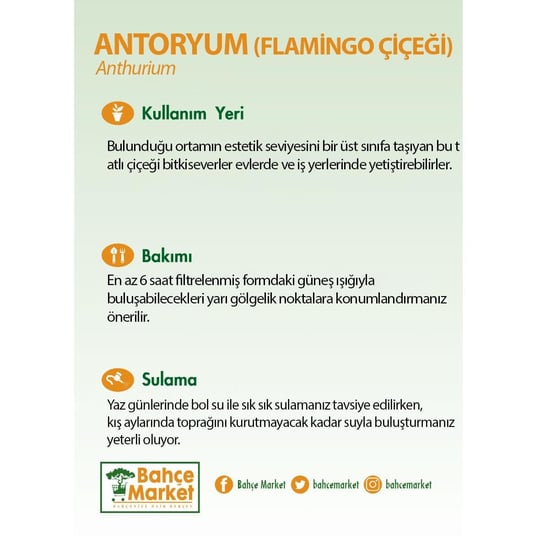 Antoryum-Anthurium (Flamingo Çiçeği)  Çap 14 CM 40  60 Cm
