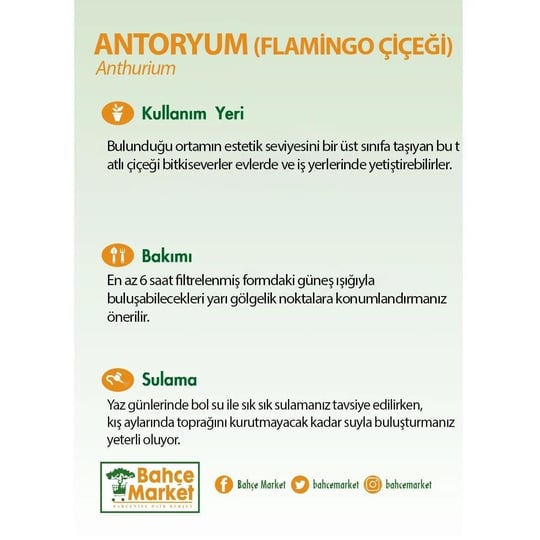 Antoryum - Flamingo Çiçeği 40 60 Cm
