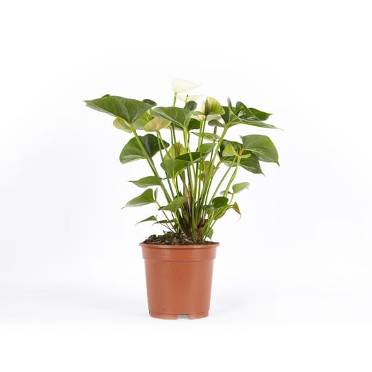 Anthurium-Antoryum  40 60 Cm