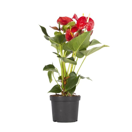 Anthurium-Antoryum  40 60 Cm