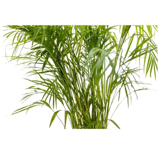 Areka Palmiyesi 125-150 Cm