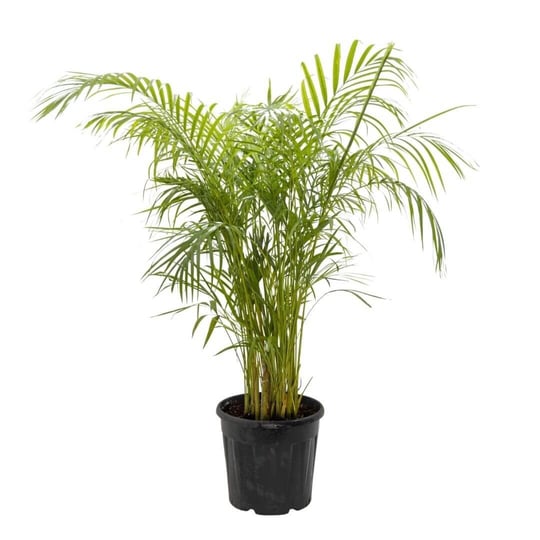 Areka Palmiyesi 125-150 Cm