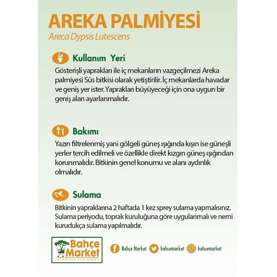 Areka Palmiyesi 125-150 Cm
