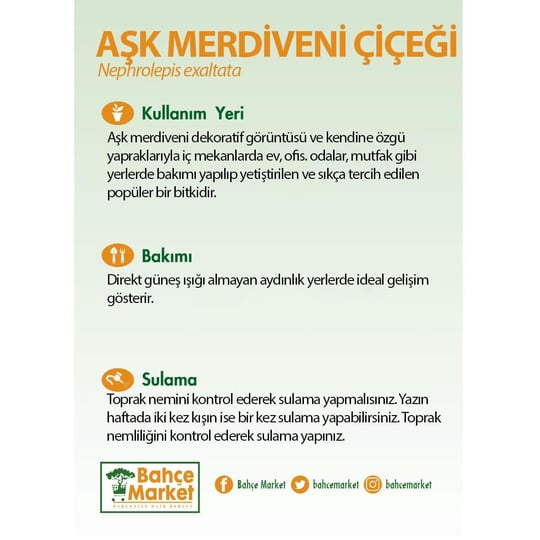 Aşk Merdiveni Çiçeği (Nephrolepsis) 20-30 Cm