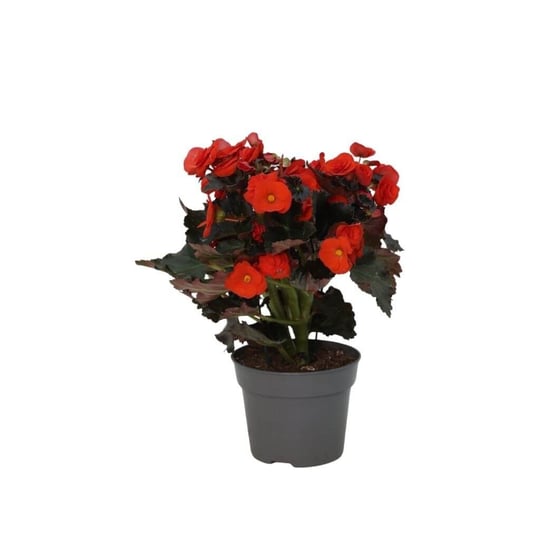 Begonya Çiçeği 30-40 Cm