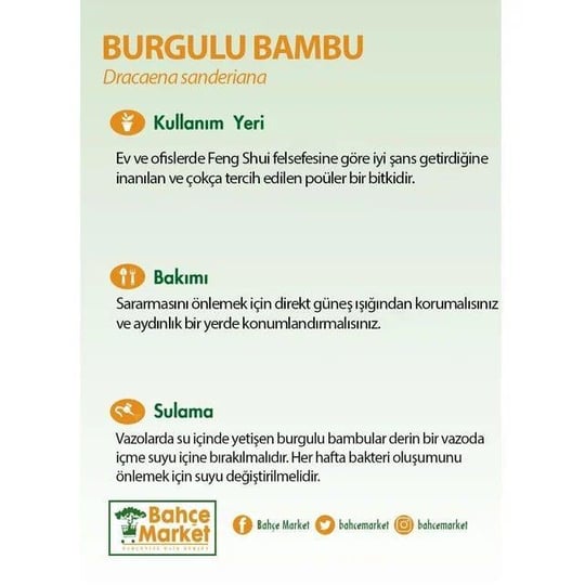 Burgulu Bambu - Boy 100 Cm Yerli
