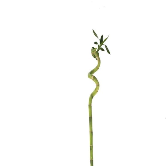 Burgulu Bambu - Boy 100 Cm Yerli