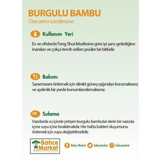 Burgulu Bambu - Boy 80 Cm Yerli