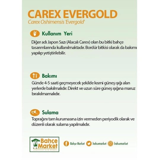 Carex Evergold Bitkisi 30-40 Cm