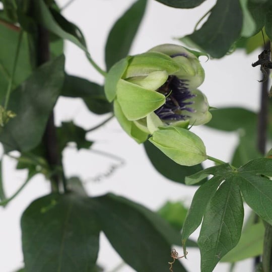 Çarkıfelek Çiçeği (Passiflora)