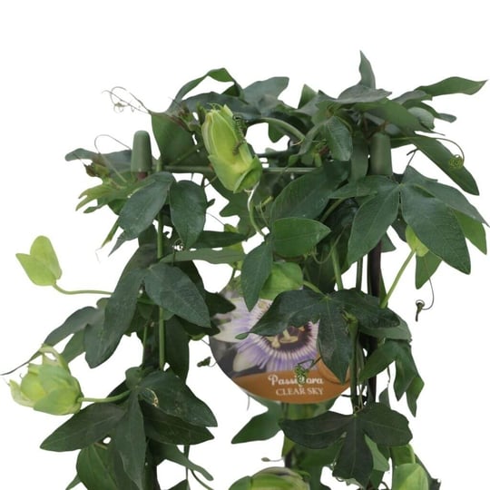 Çarkıfelek Çiçeği (Passiflora)