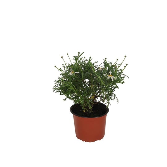 Çeşme Papatyası 10-20 Cm