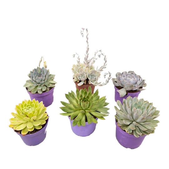 Crassula Mix 20- 30 Cm Yeşil