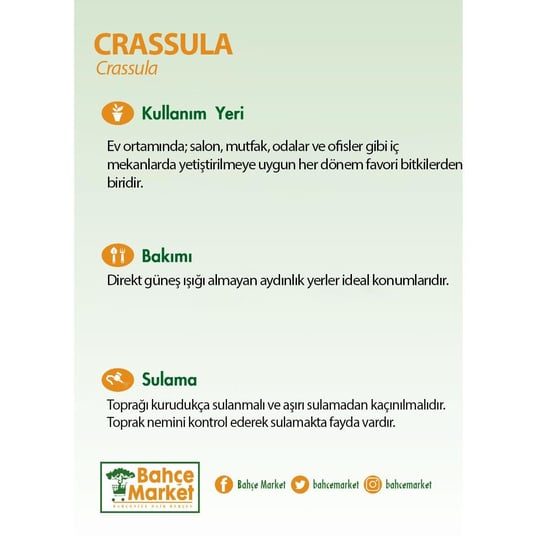 Crassula Mix 20- 30 Cm Yeşil