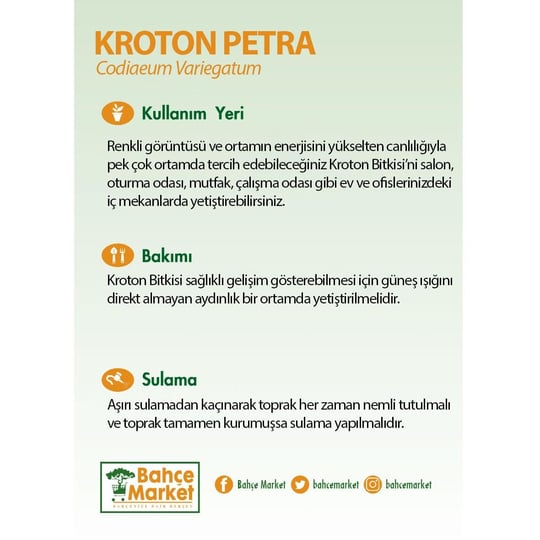 Croton- Kroton Petra Yeşil