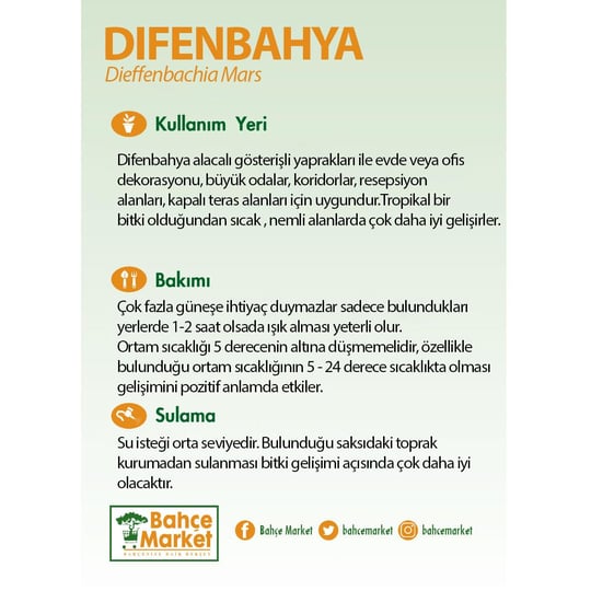 Difenbahya (Dieffenbachia Mars) Yeşil