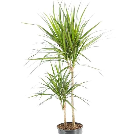 Dracaena Marginata 2 Gövdeli Yeşil