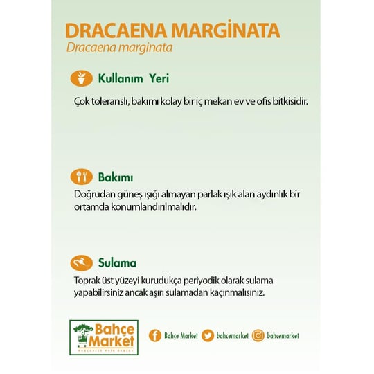 Dracaena Marginata Tekli Yeşil
