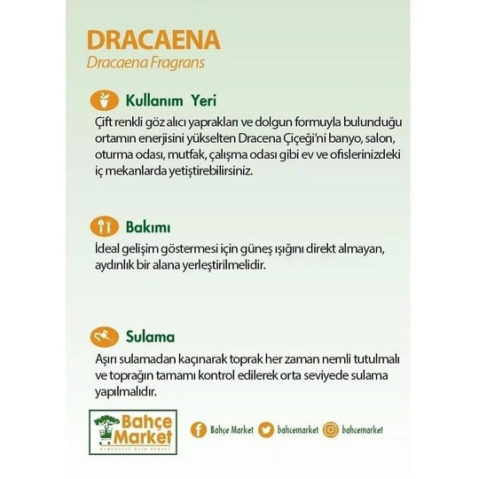 Dracaena Mix