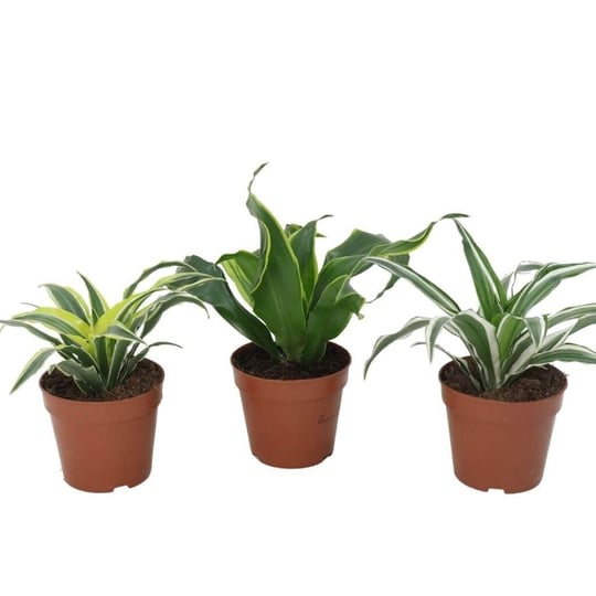 Dracaena Mix