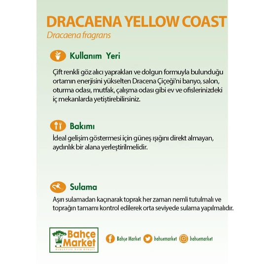 Dracaena Yellow Coast Yeşil