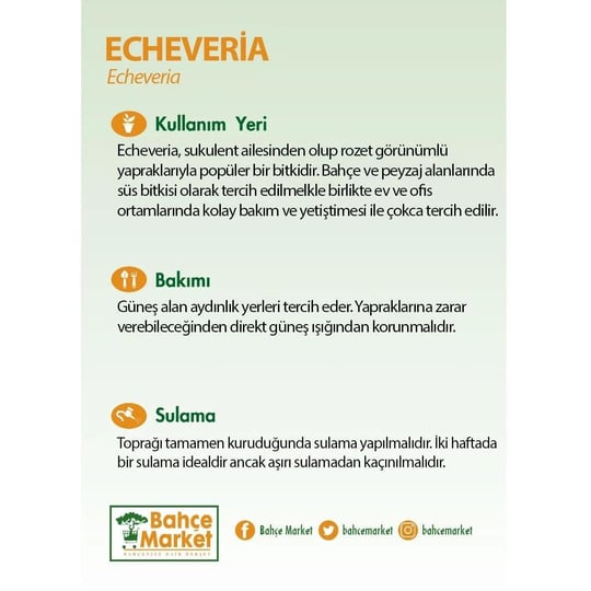 Echeveria 10-20 Cm