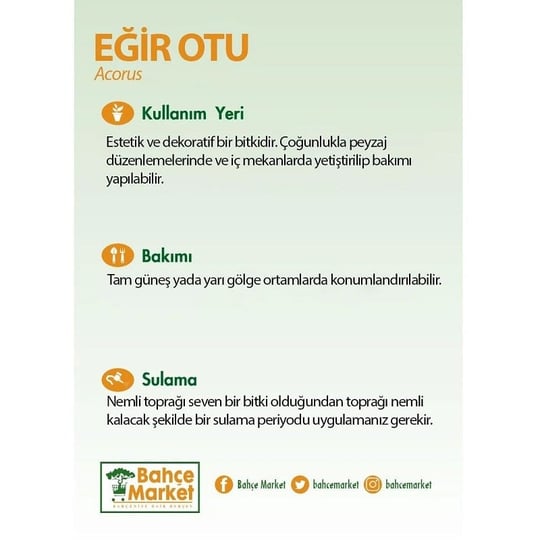 Eğir Otu (Acorus) 10-20 Cm