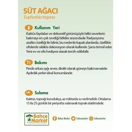 Euphorbia Trigona (Süt Ağacı)