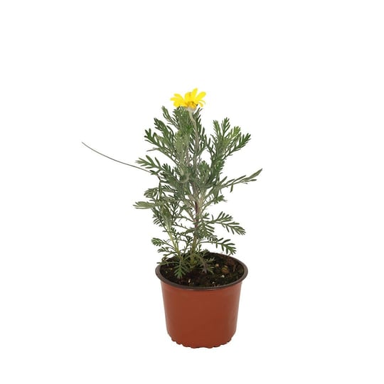Europs (Sarı Papatya) Çiçeği 10-20 Cm