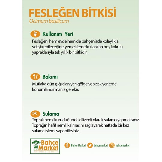 Fesleğen Bitkisi