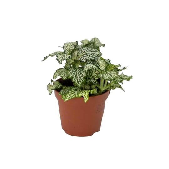 Fittonia