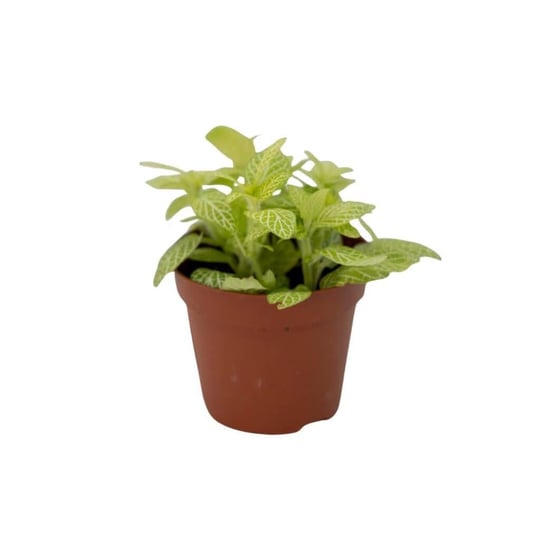 Fittonia