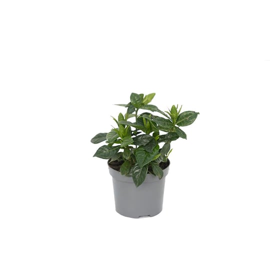 Gardenya Çiçeği