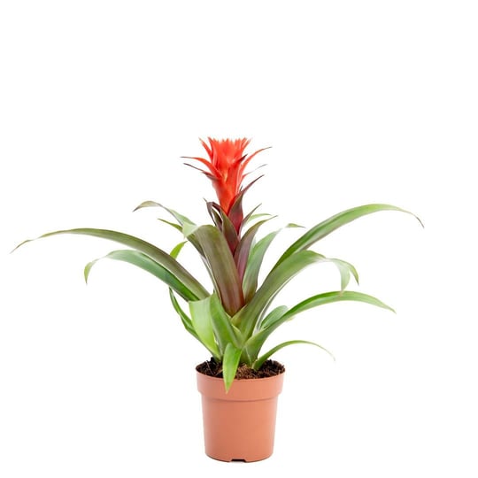 Guzmanya Hope Çiçeği 20-40 Cm
