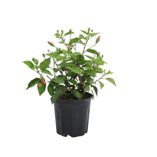 Hatmi Çiçeği 20-30 Cm