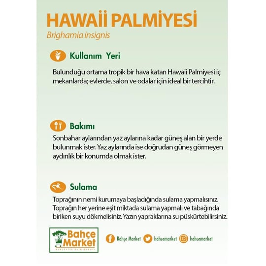 Hawaii Palmiyesi