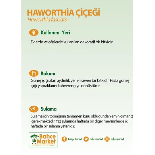 Haworthia Çiçeği - Zebra Kaktüsü 5,5Ø 10-15 Cm