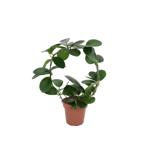Hoya Australis Bitkisi 40-50 Cm
