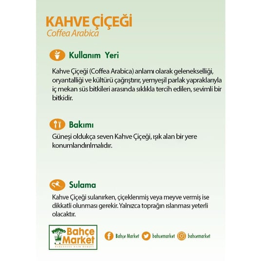Kahve Çiçeği Bardaklı Yeşil