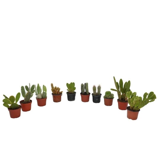 Kaktüs 10-20 Cm