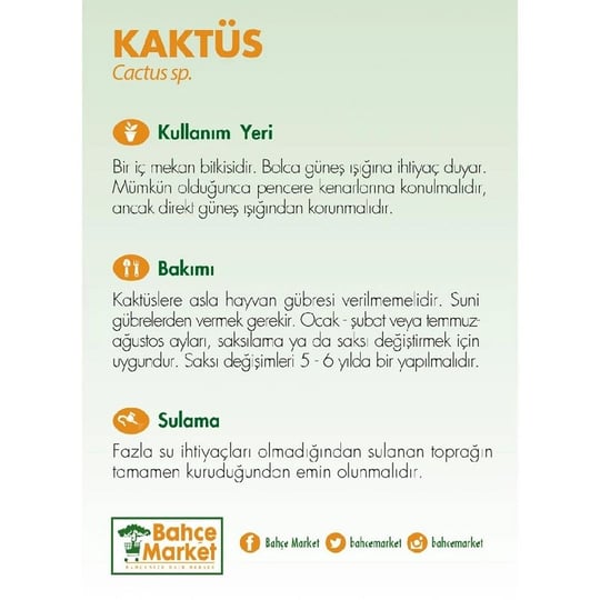 Kaktüs 10-20 Cm