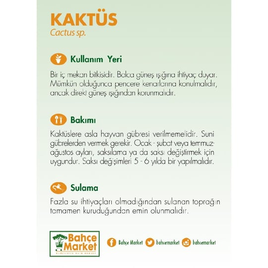 Kaktüs 5-10 Cm Yeşil