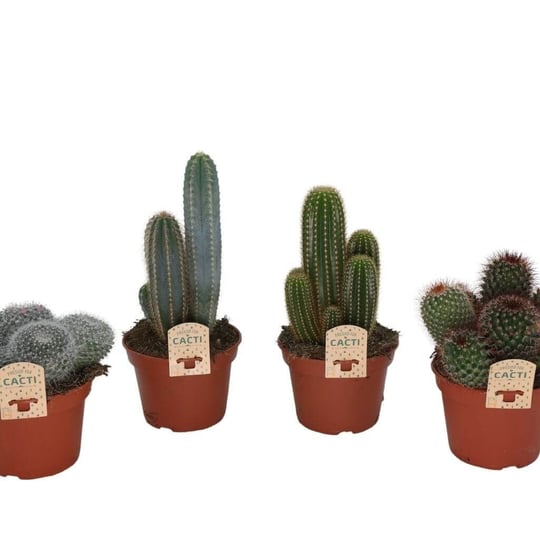 Kaktüs Gemengd 10 -20 Cm Yeşil